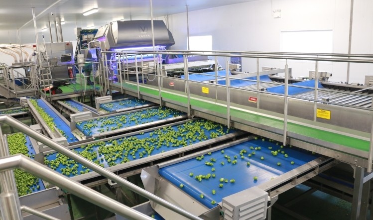 食品输送带与防污染设计 水果加工生产线的二次污染防控策略